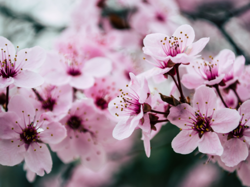 Selecting Flowers for a Funeral and Memorial Service